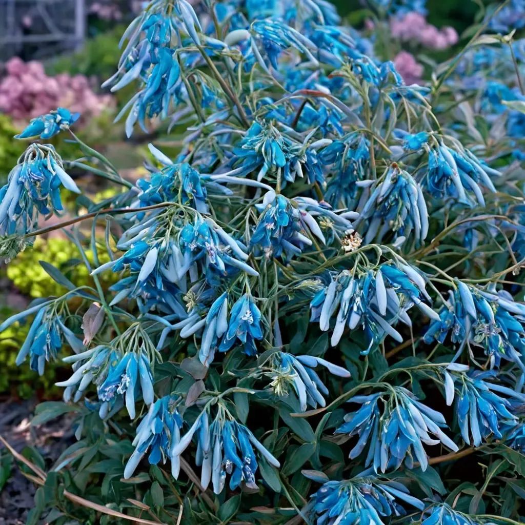 Corydalis flexuosa