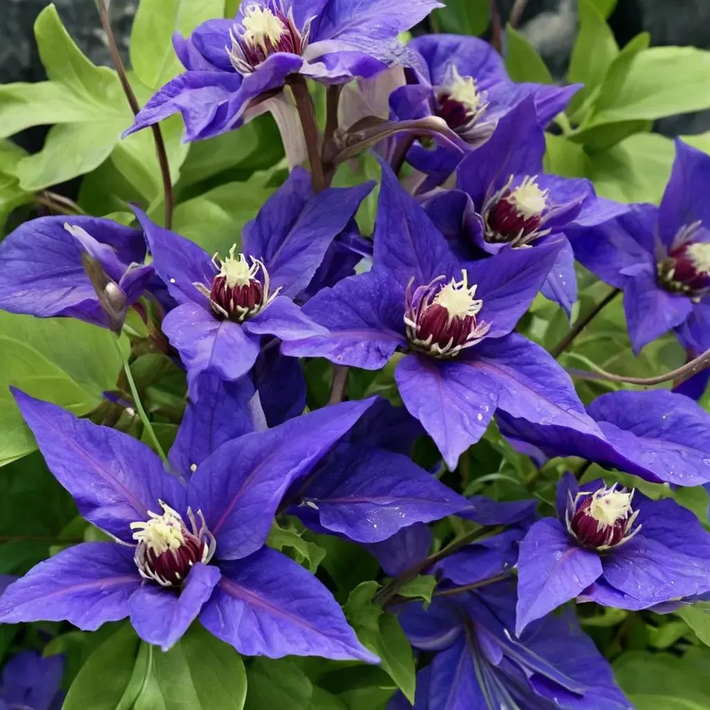 Clematis x durandii 'Danielle Vancouver'
