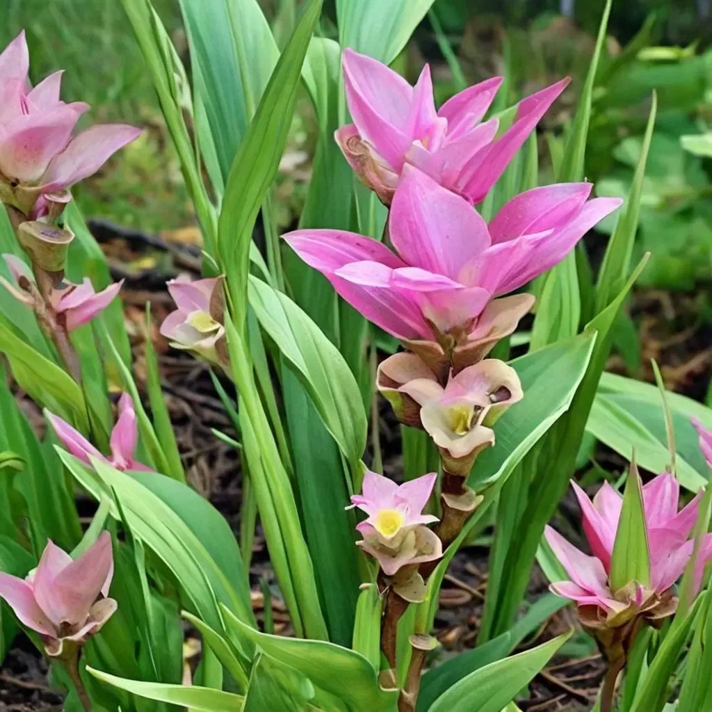 Curcuma alismatifolia 'Pink Wonder'