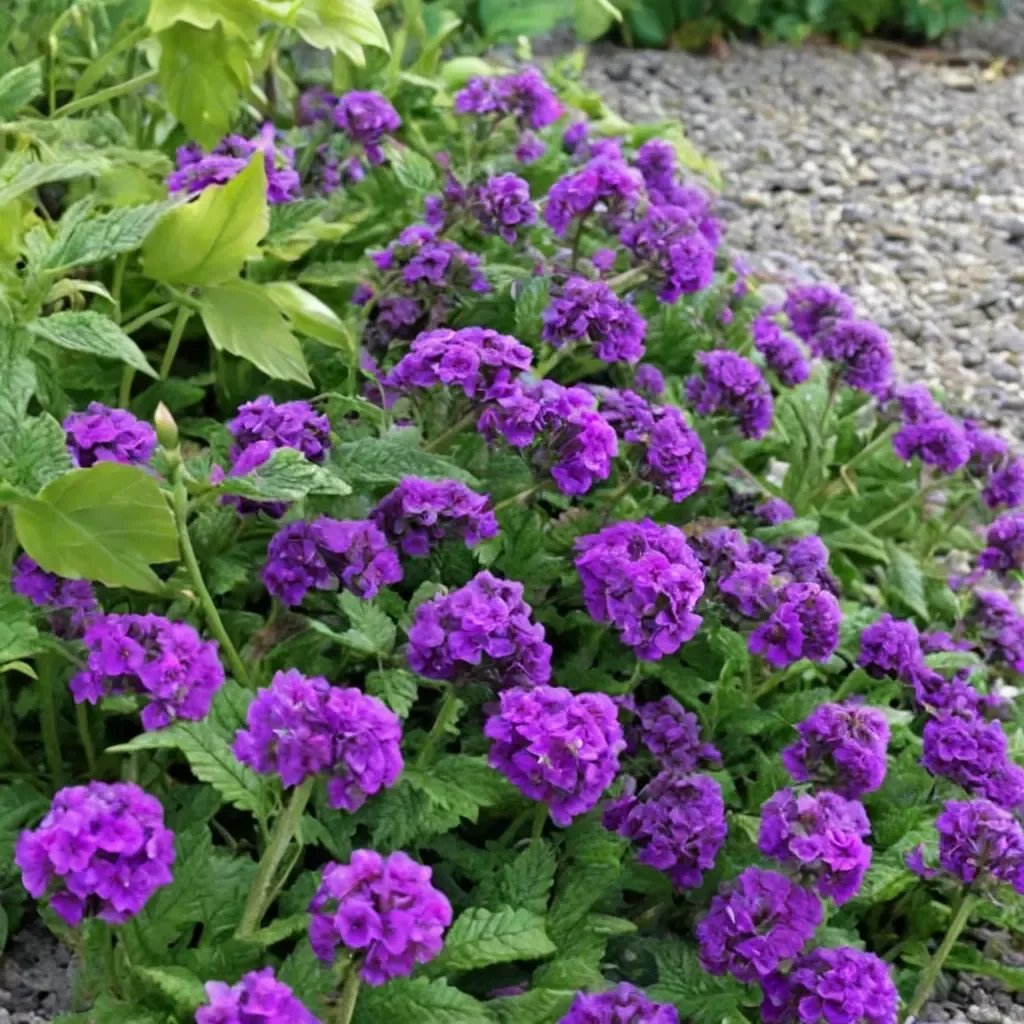 Verbena canadensis 'Homestead Purple'
