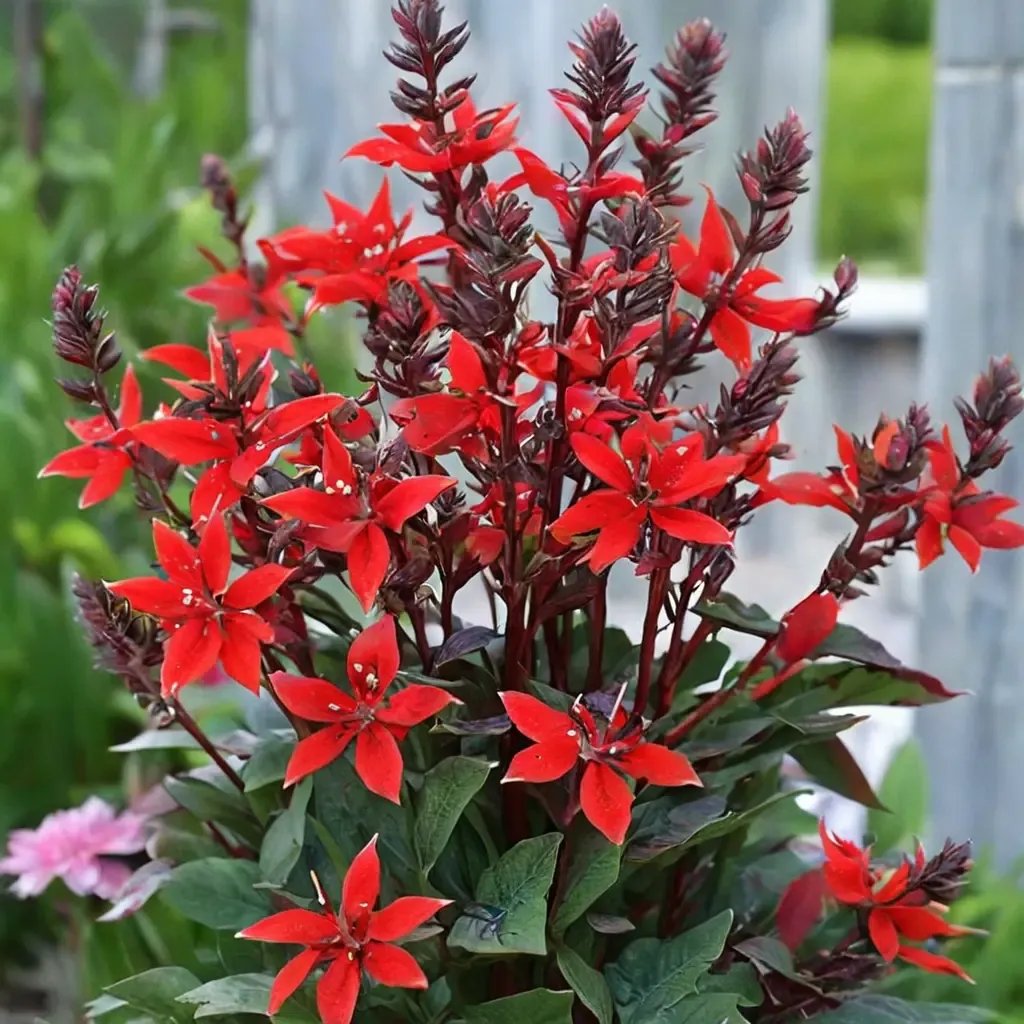 Lobelia erinus 'Scarlet Princess'