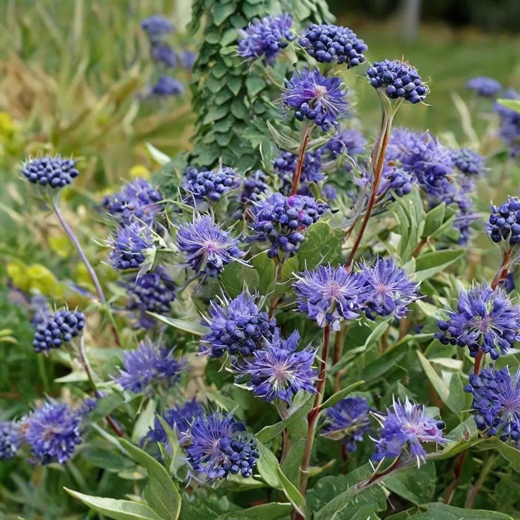Caryopteris x clandonensis 'Blue Mist'