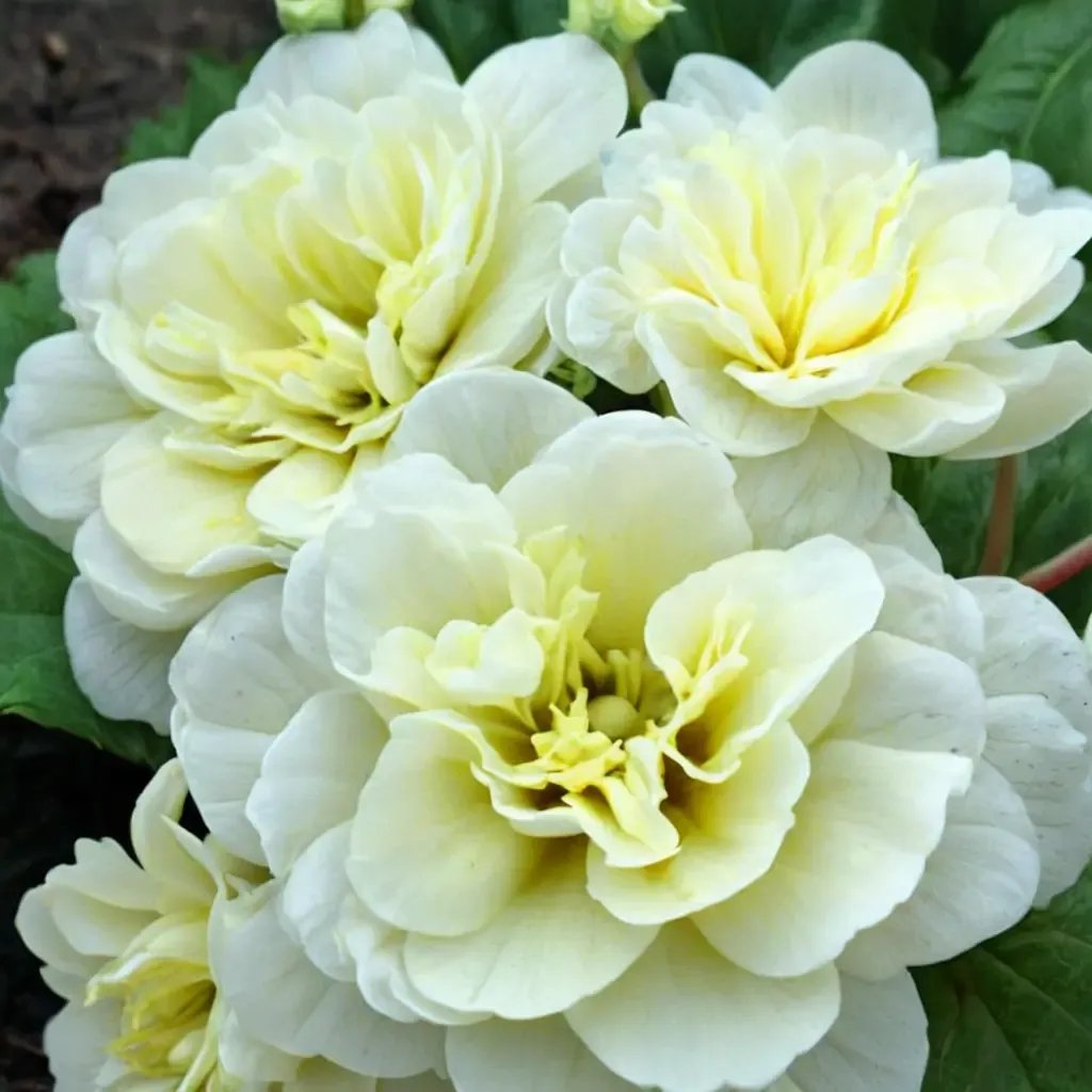 Primula veris 'Belarina Cream'