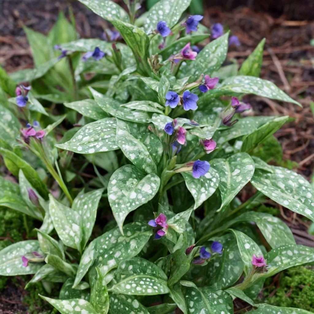Pulmonaria saccharata 'Janet Fisk'