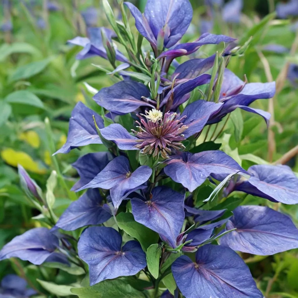 Clematis x hybrida 'Sapphire Indigo'