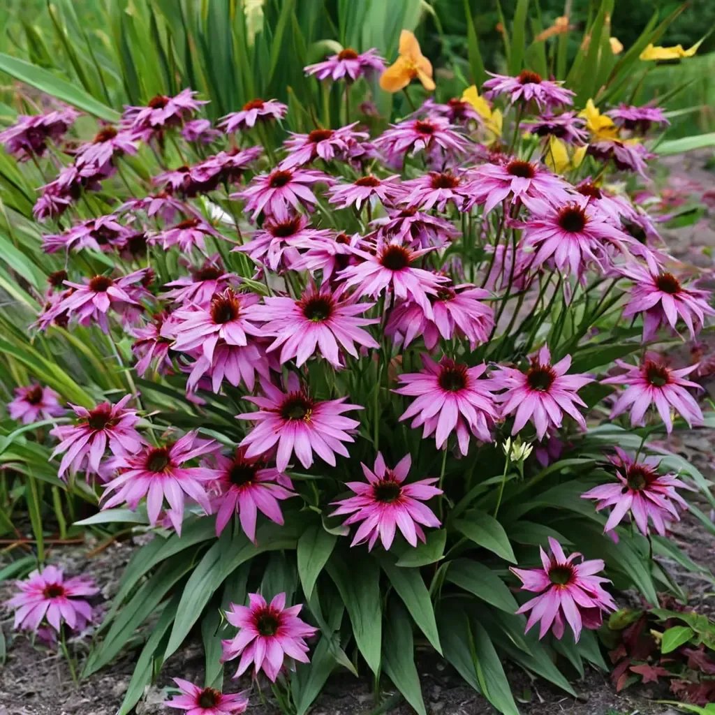 Echinacea purpurea 'Purple Emperor'