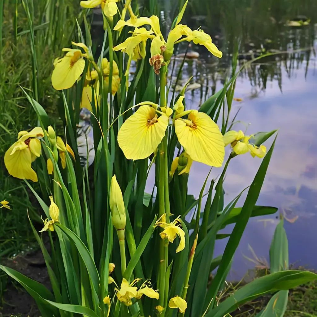Iris pseudacorus