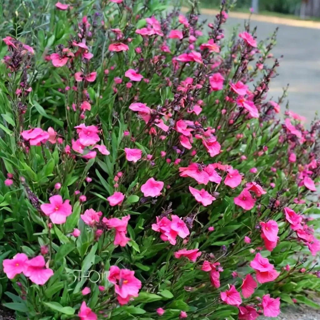 Salvia greggii 'Pink Preference'