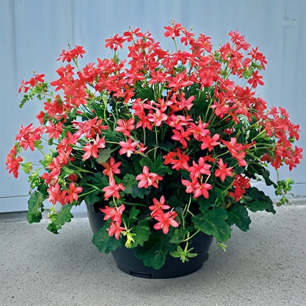 Pelargonium x hortorum 'Ville de Paris'