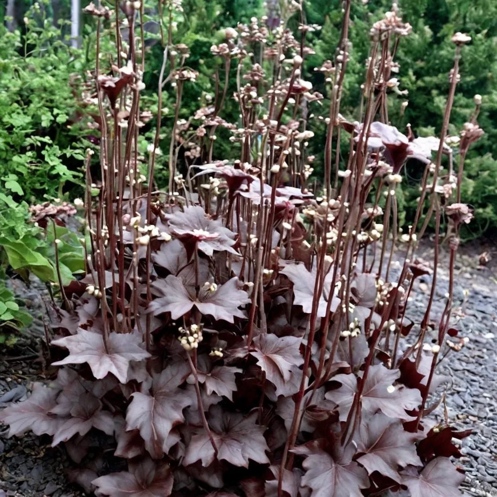Heuchera x hybrida 'Starry Night'