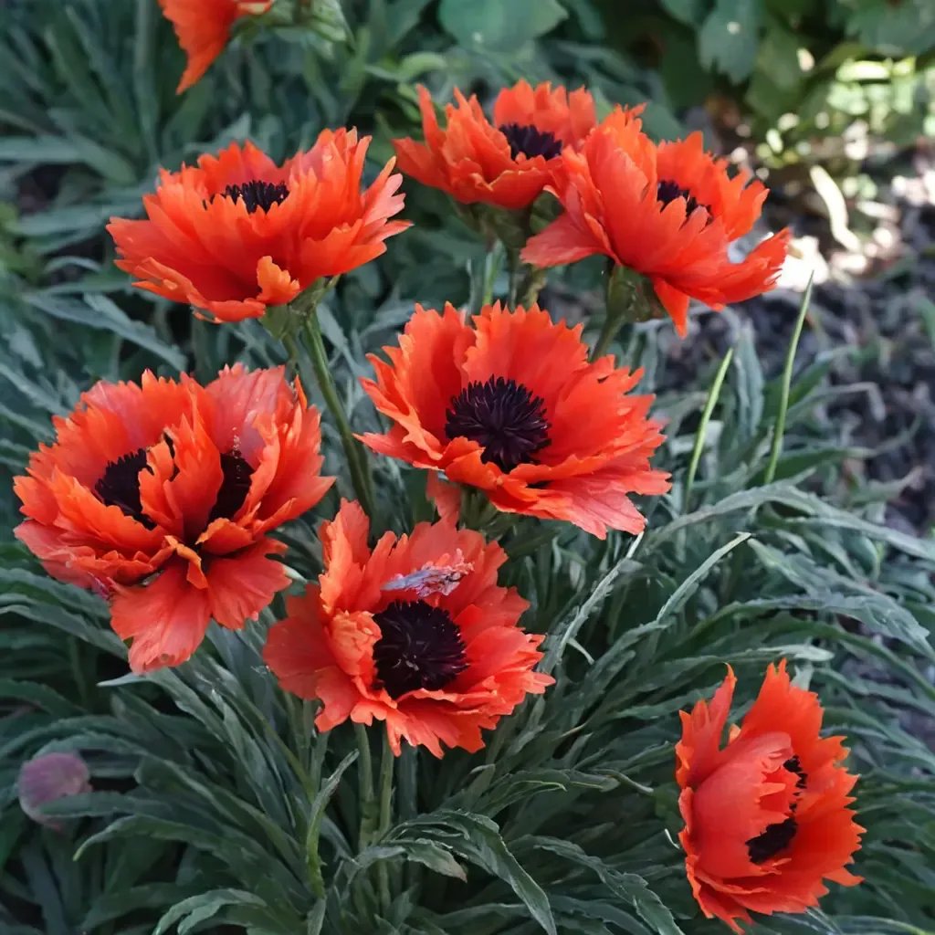 Papaver orientale 'Turkenlouis'