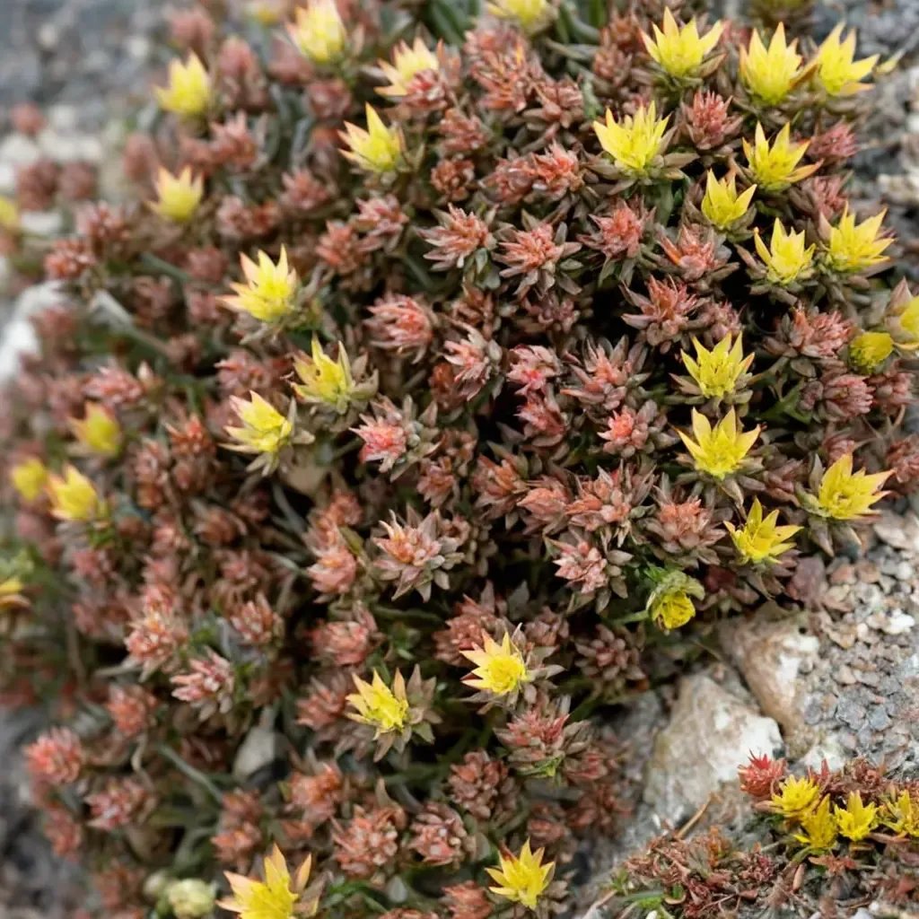 Sedum hakonense 'Chocolate Ball'