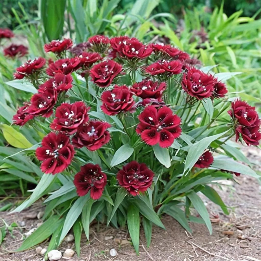Dianthus barbatus 'Heart Attack'