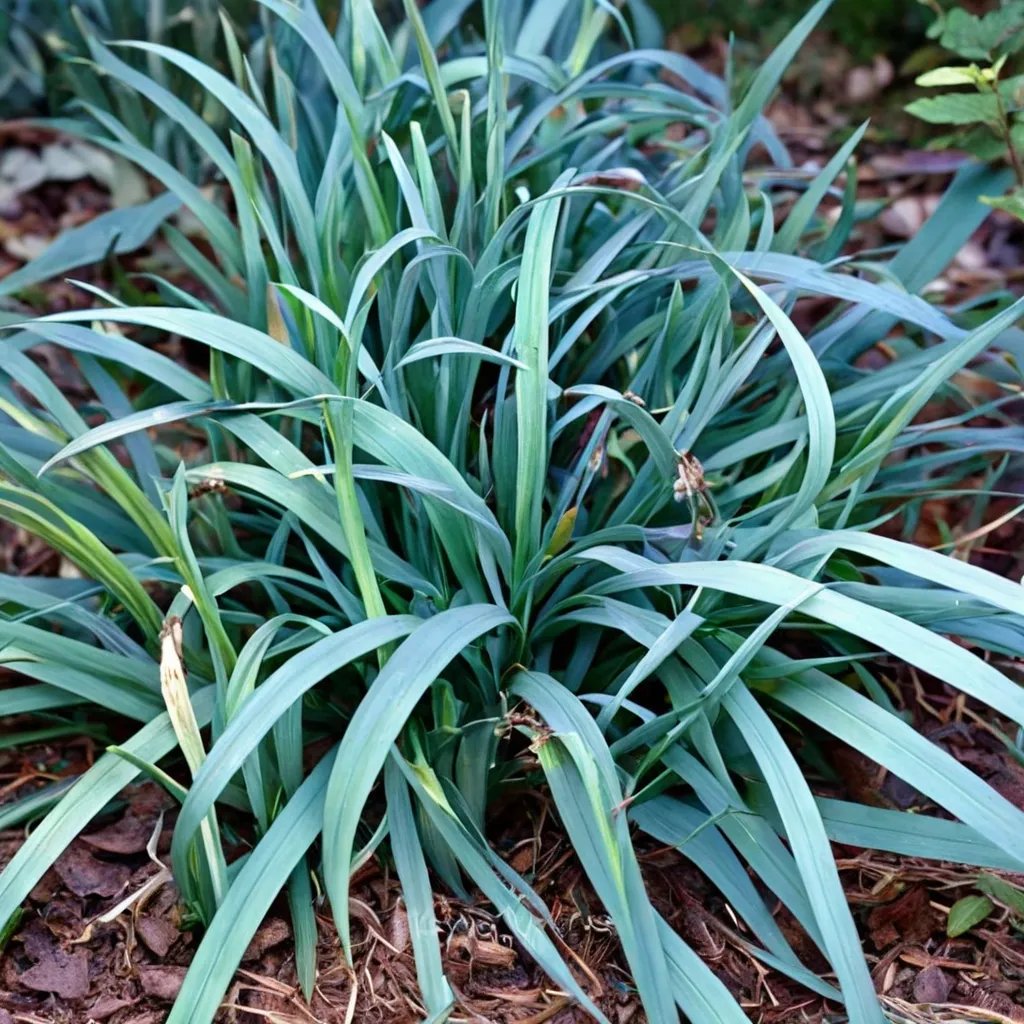 Carex flaccosperma