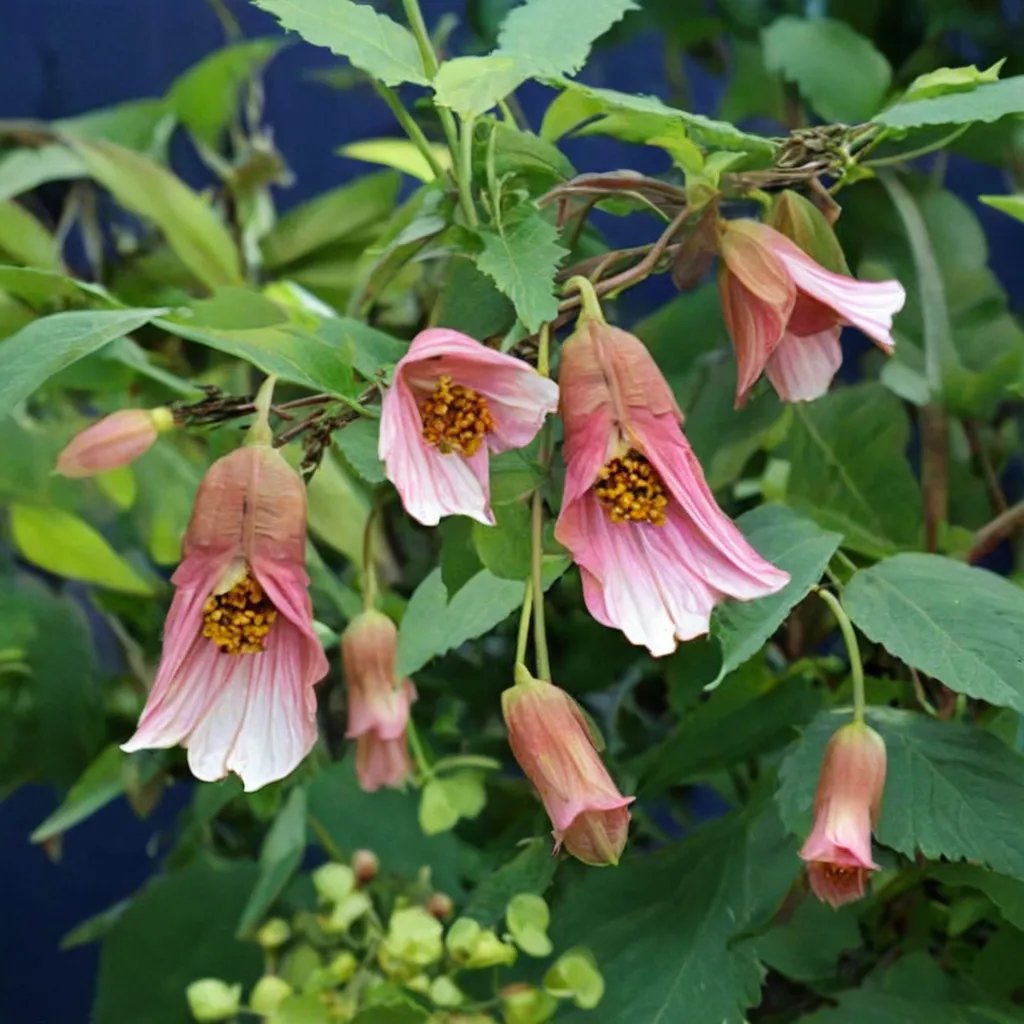 Abutilon megapotamicum 'Pink Charm'