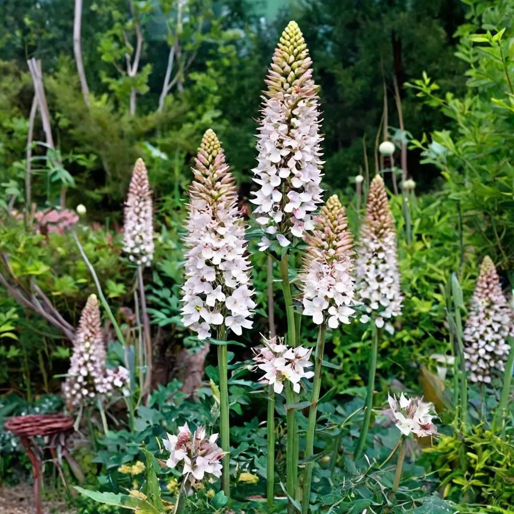 Eremurus x robustus 'Mix'