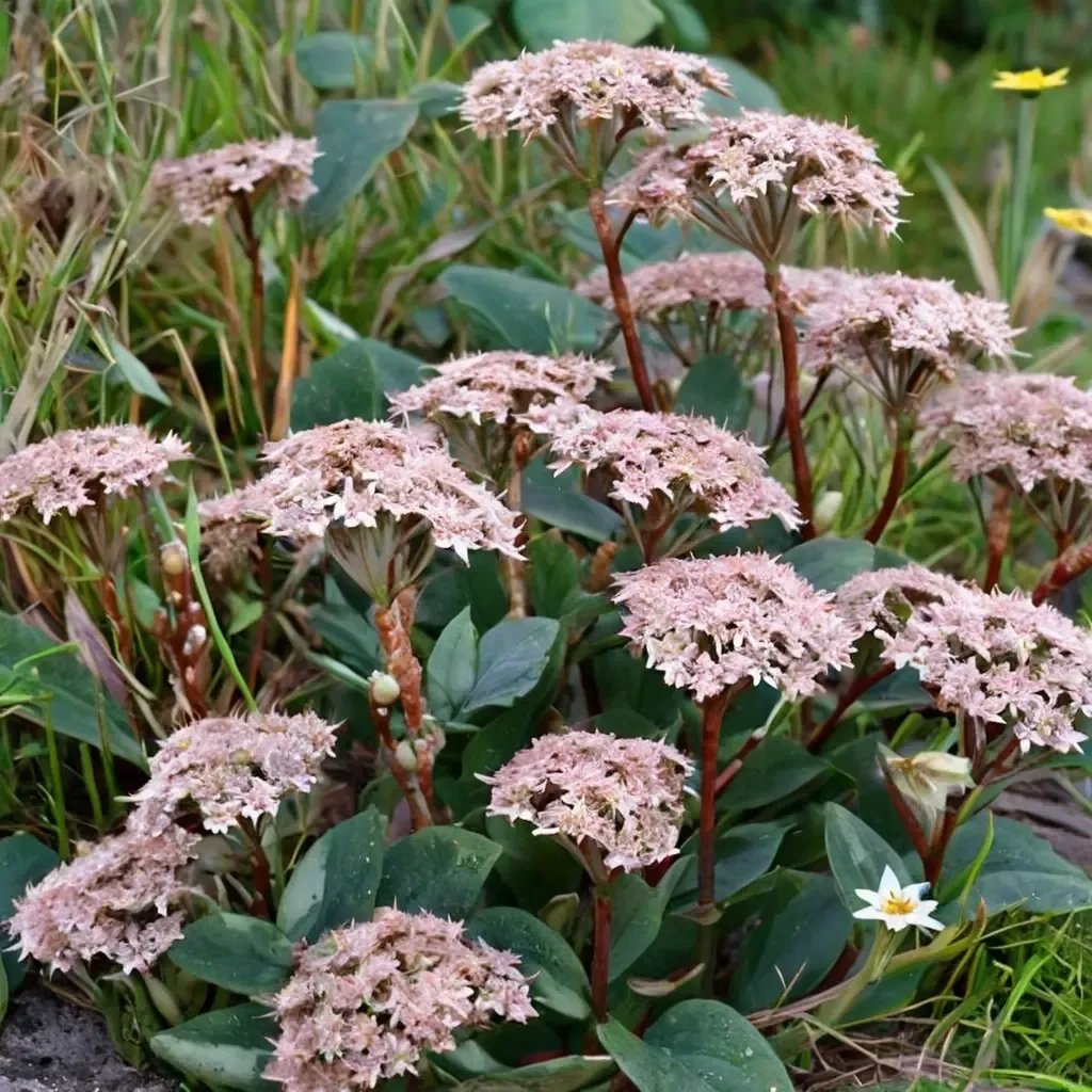 Sedum album 'Matrona'