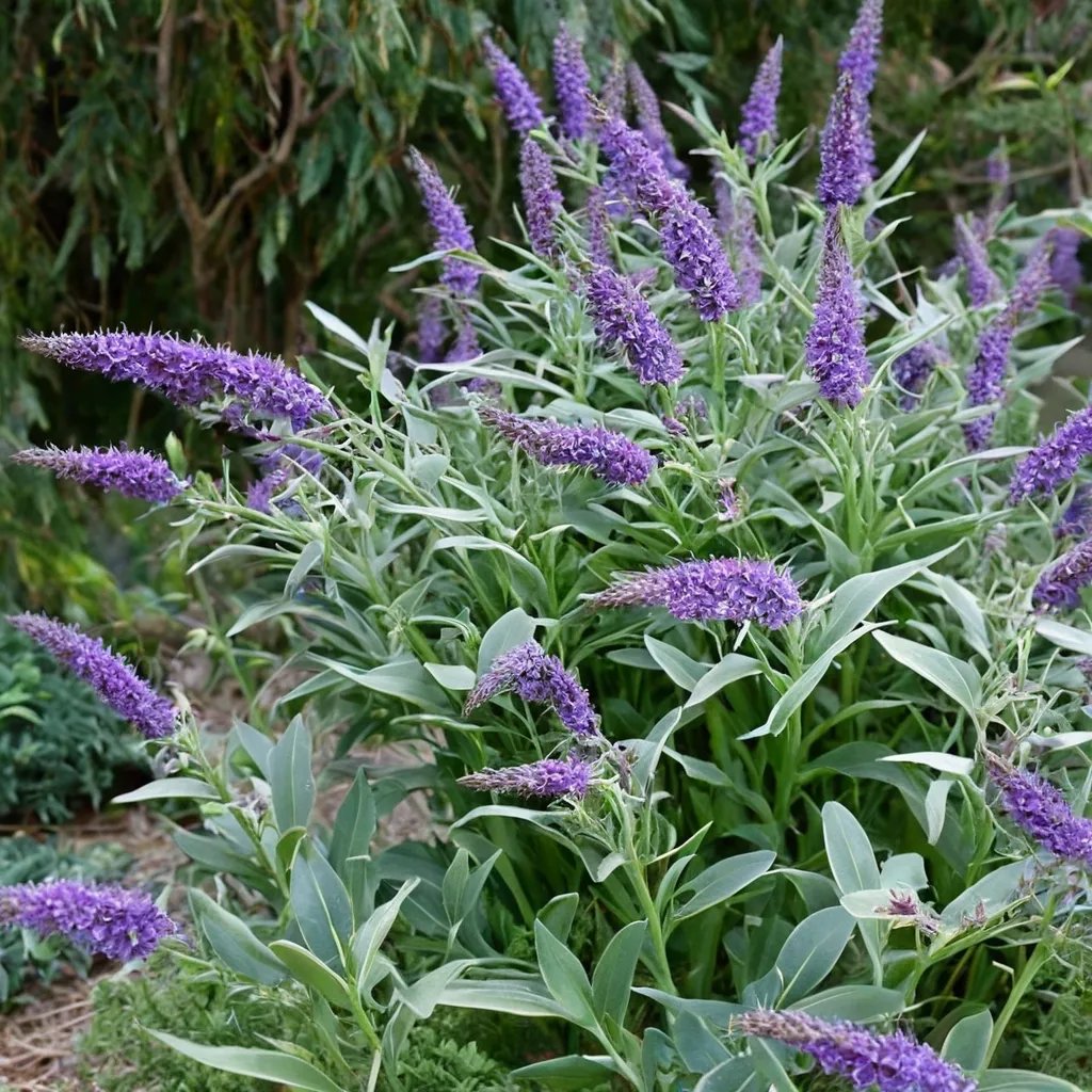 Buddleja davidii 'Lochinch'