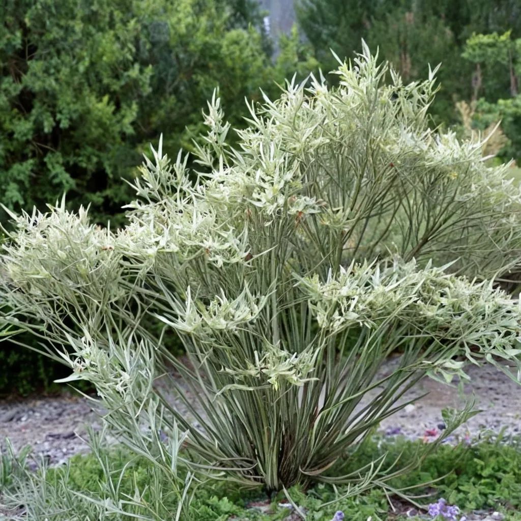 Salix eleagnos