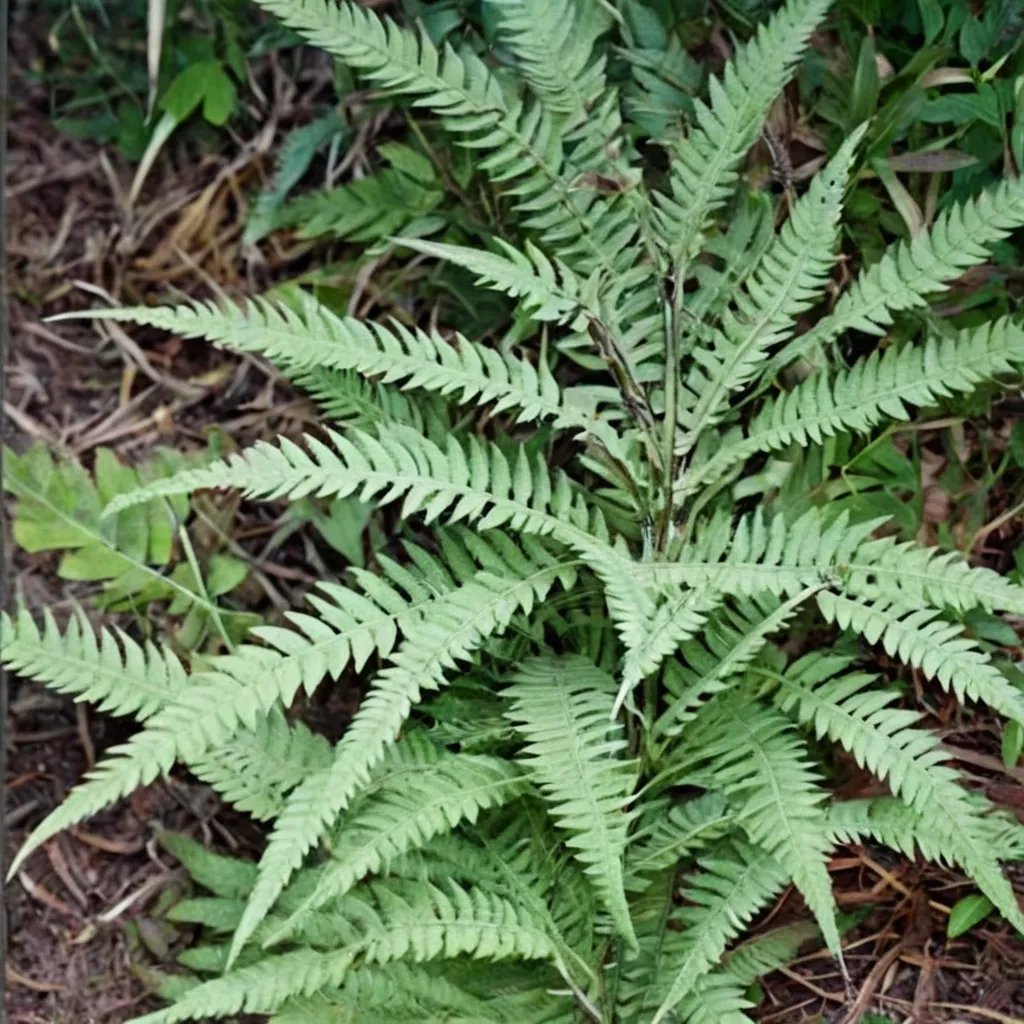 Dryopteris indusiata
