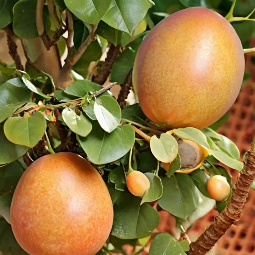 Prunus armeniaca 'Katy'