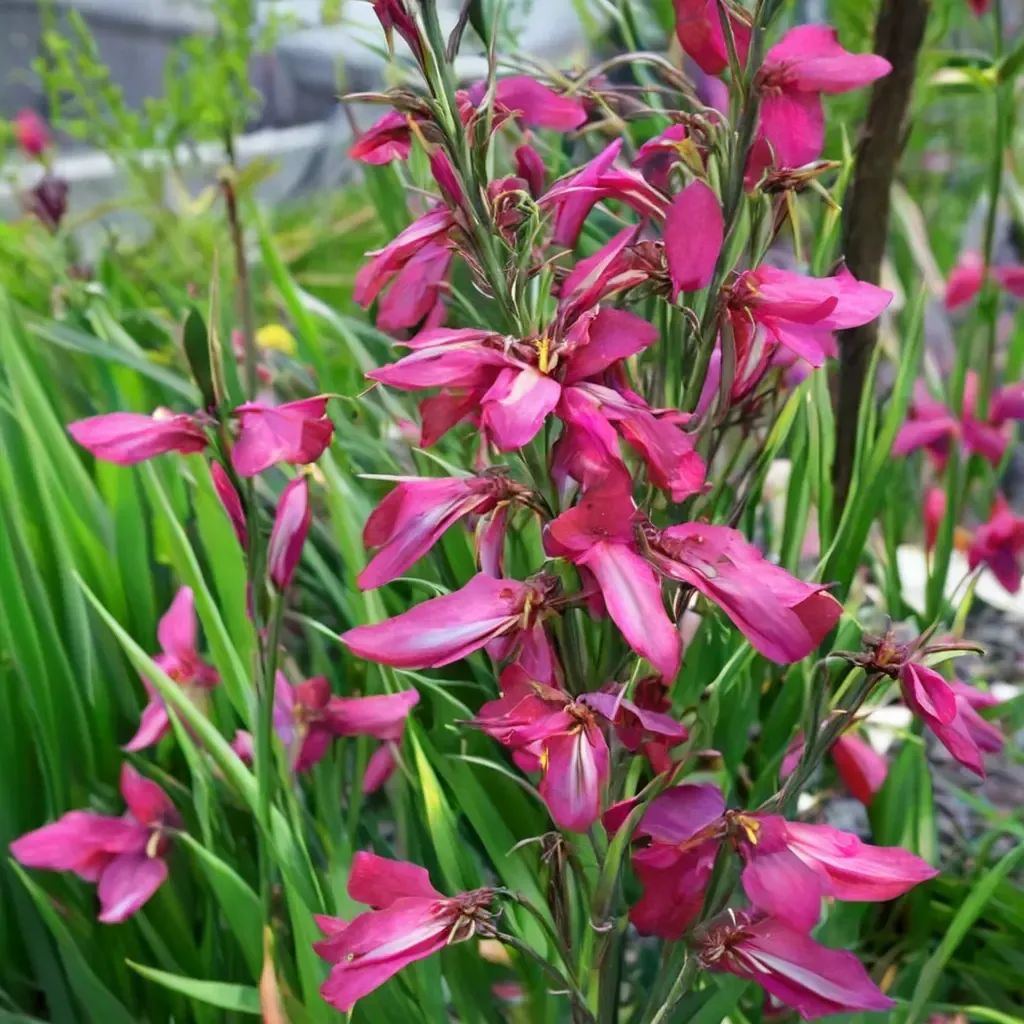 Gladiolus communis