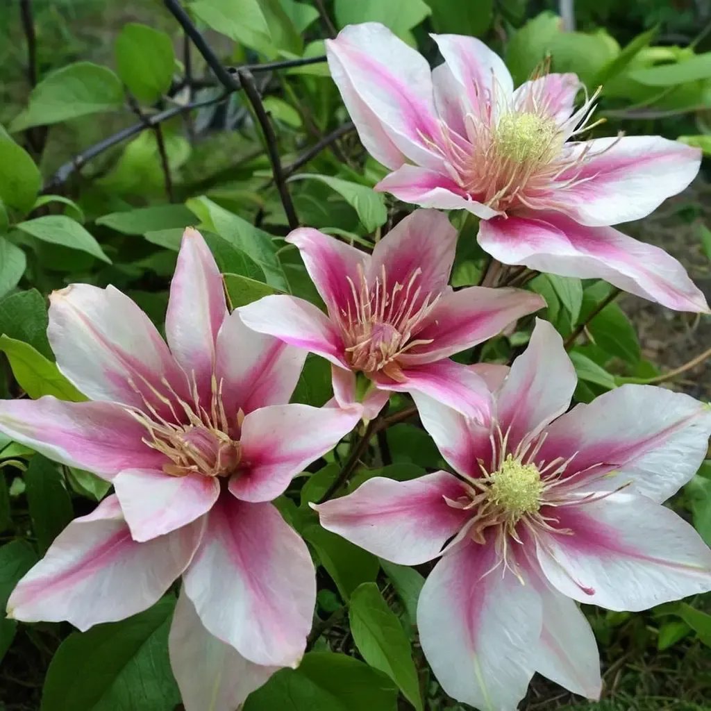 Clematis viticella 'Maria Therese'