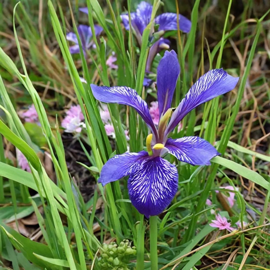 Iris hexagona