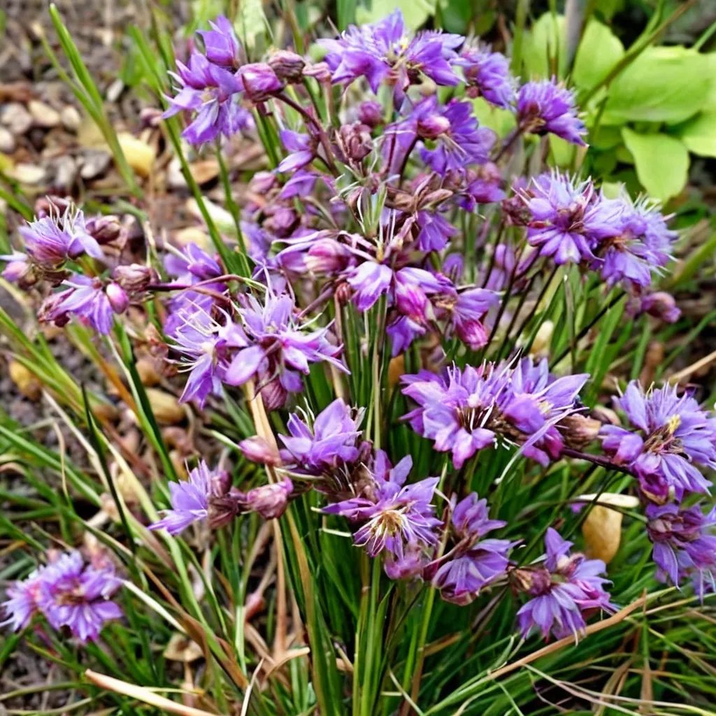 Allium thunbergii 'Ozawa'