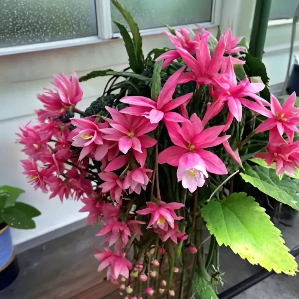 Epiphyllum oxypetalum 'German Empress'