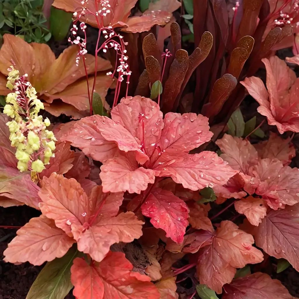 Heuchera americana 'Autumn Leaves'