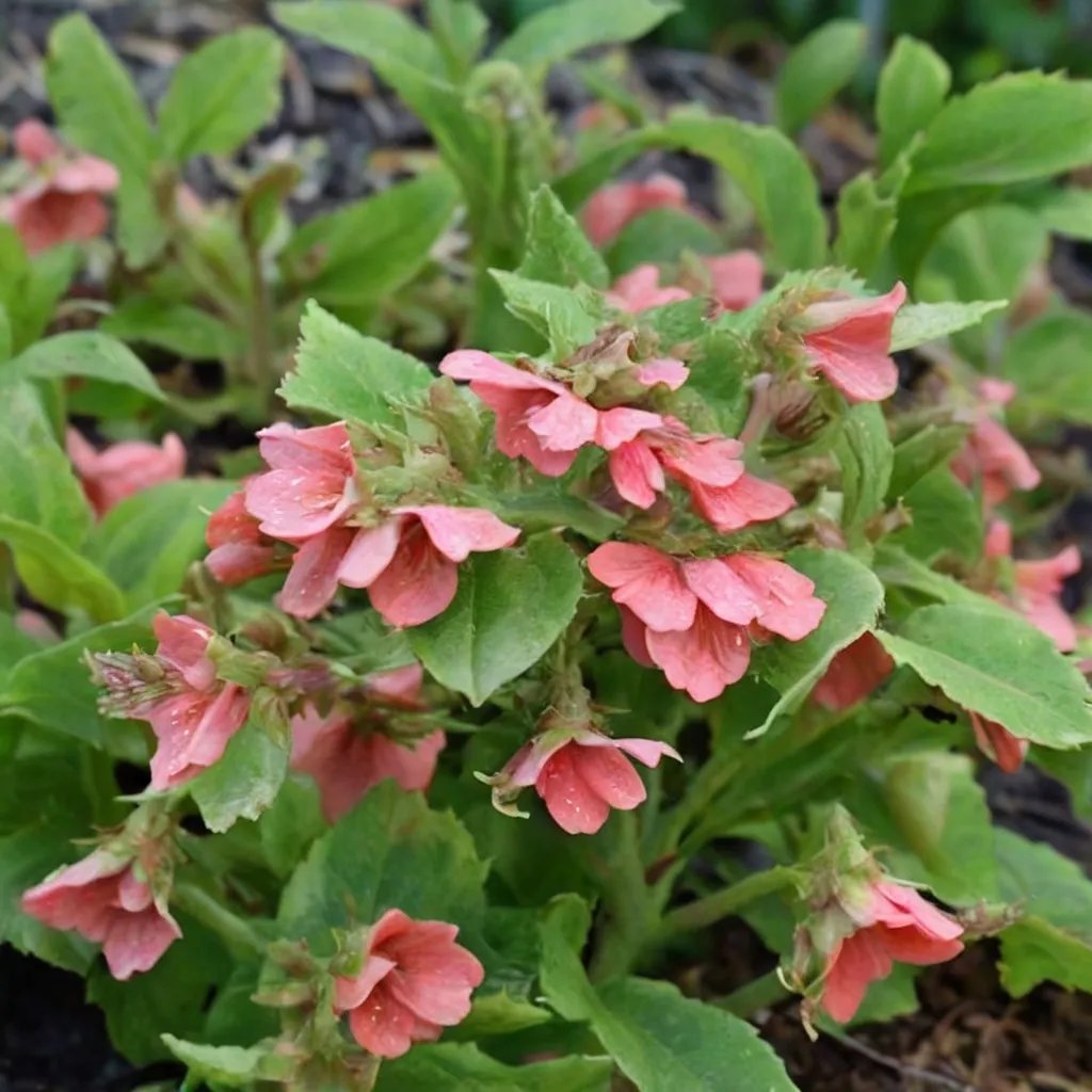 Pulmonaria rubra 'Redstart'