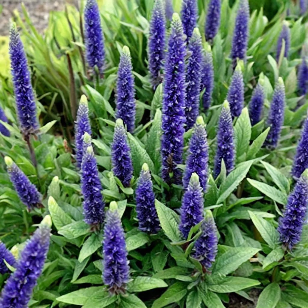 Veronica spicata 'Glory'