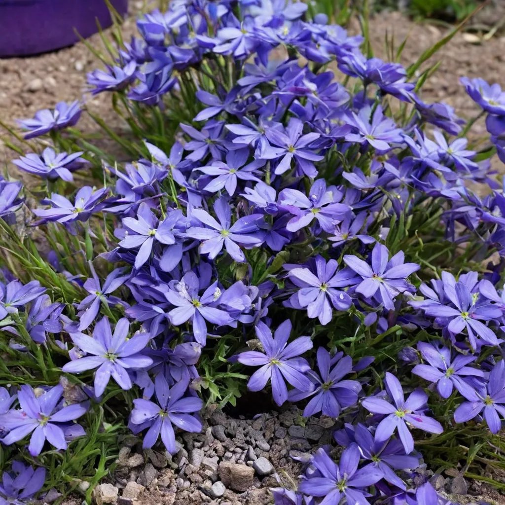 Phlox subulata 'Violet Pinwheels'