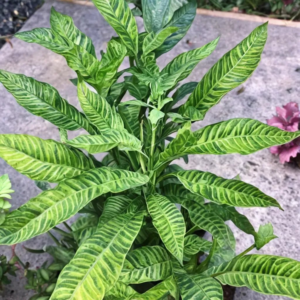 Coniogramme emeiensis 'Golden Zebra'