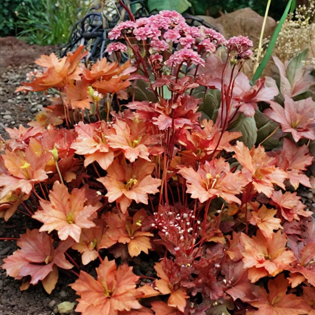 Heuchera x hybrida 'Peach Flambe'