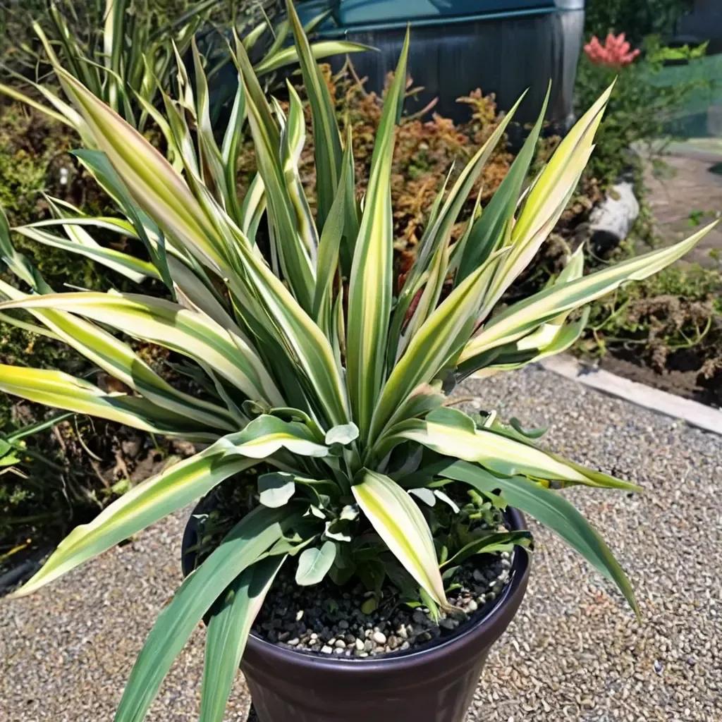Mexican Lily