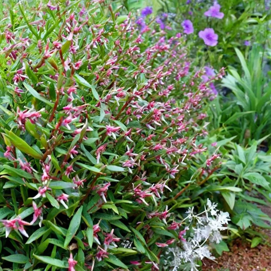 Cuphea x hybrida 'Starfire Pink'