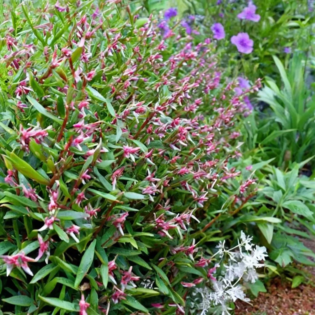 Cuphea x hybrida 'Starfire Pink'