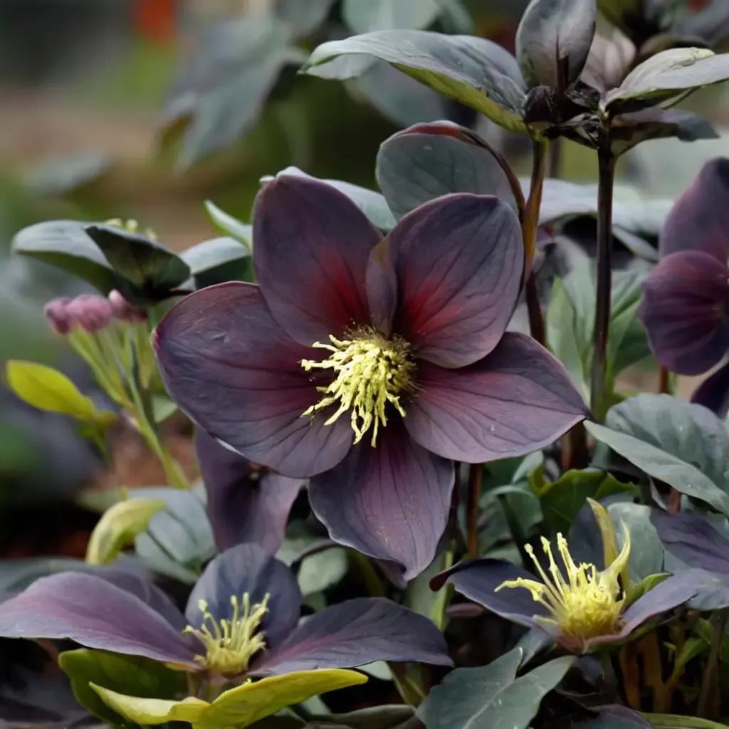 Helleborus x hybrida 'New York Night'