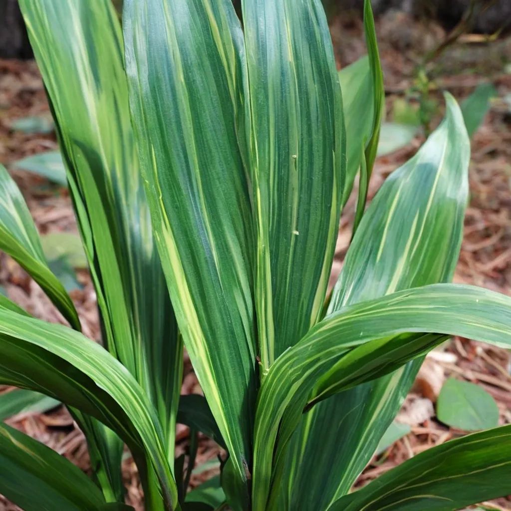 Aspidistra elatior 'Stars and Stripes'