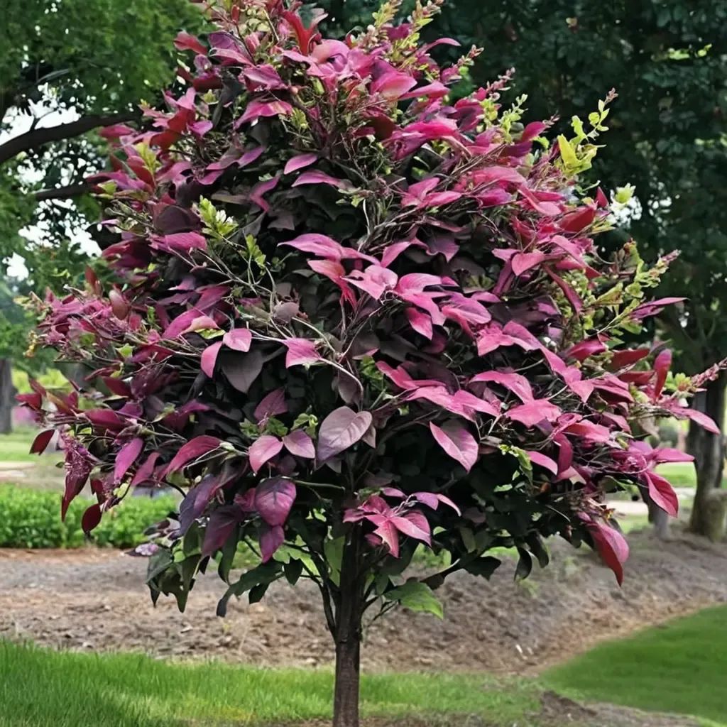 Cercis canadensis 'Amethyst'
