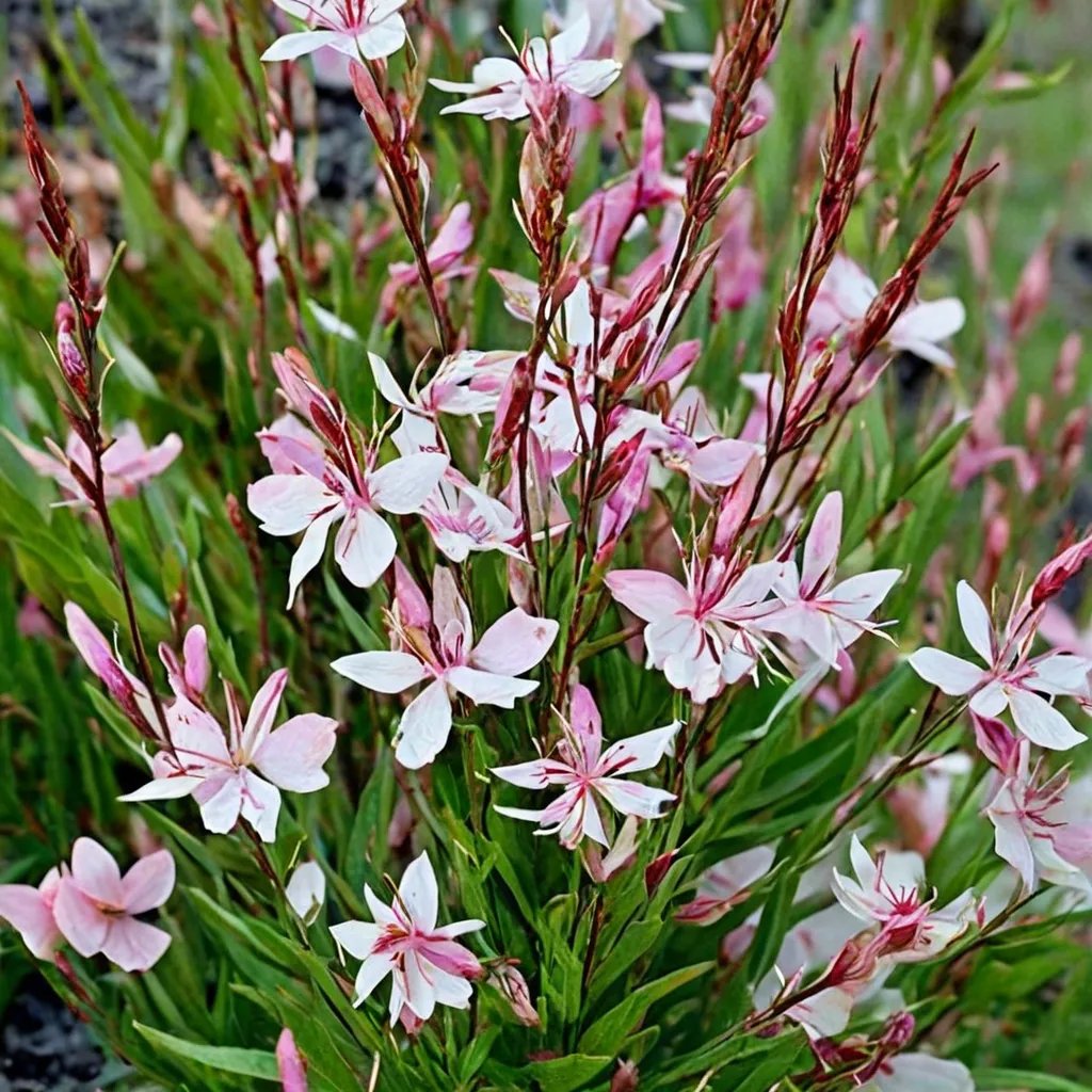 Gaura lindheimeri 'Blushing Butterflies'