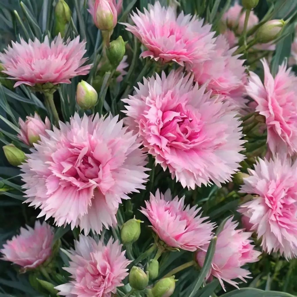 Dianthus deltoides 'Candy Floss'