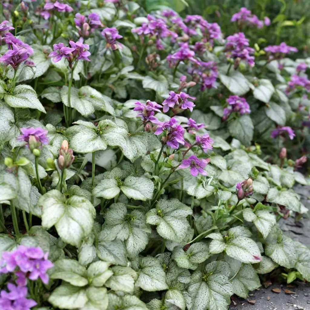 Lamium maculatum 'Orchid Frost'