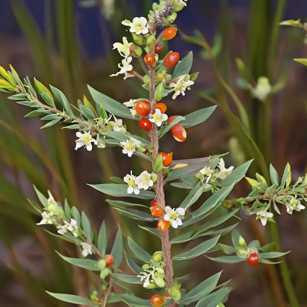 Daphne maritima