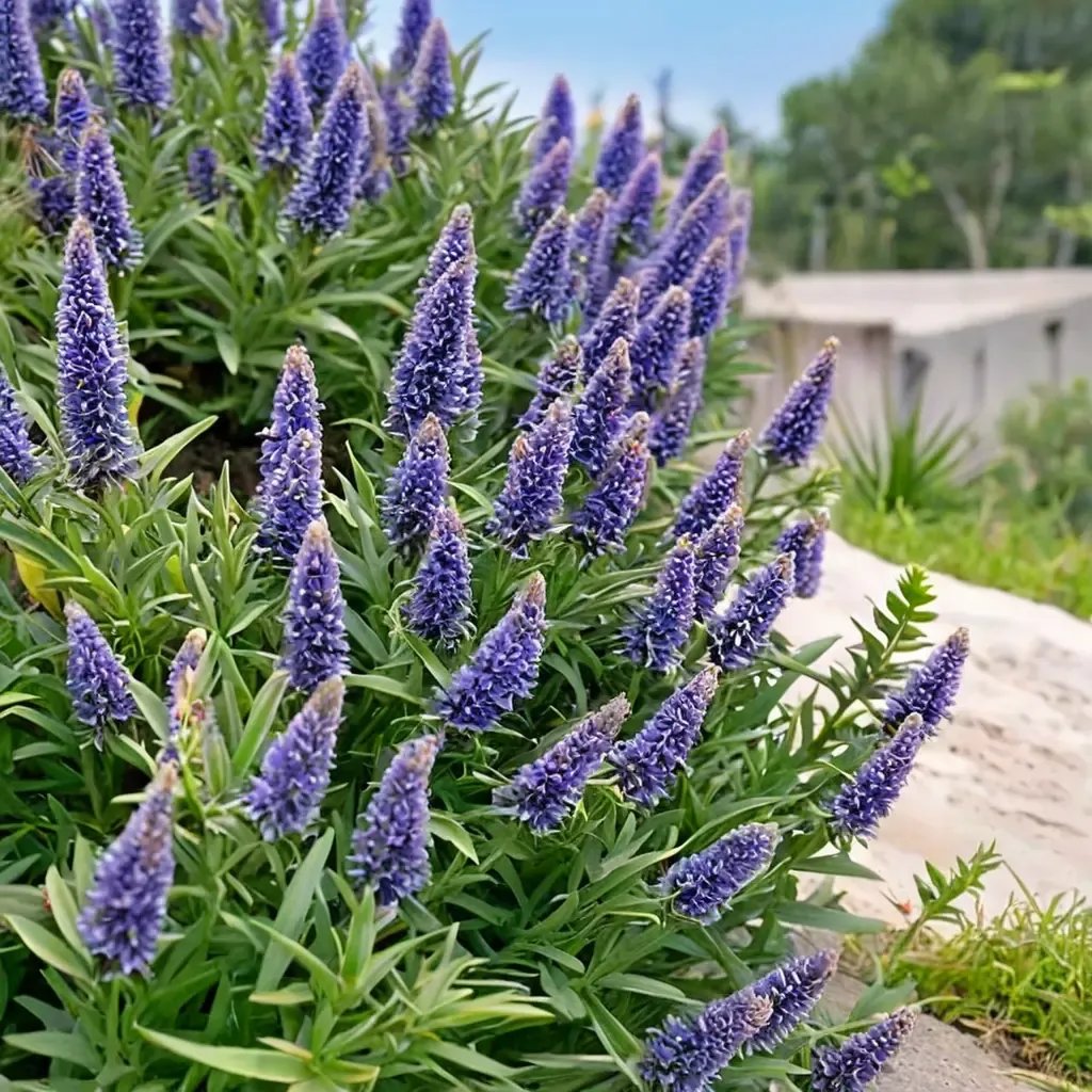 Echium fastuosum