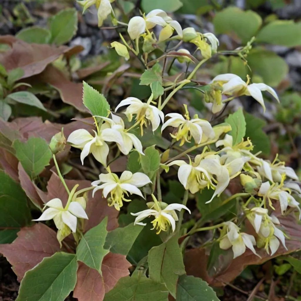 Epimedium franchetii 'Suntan'