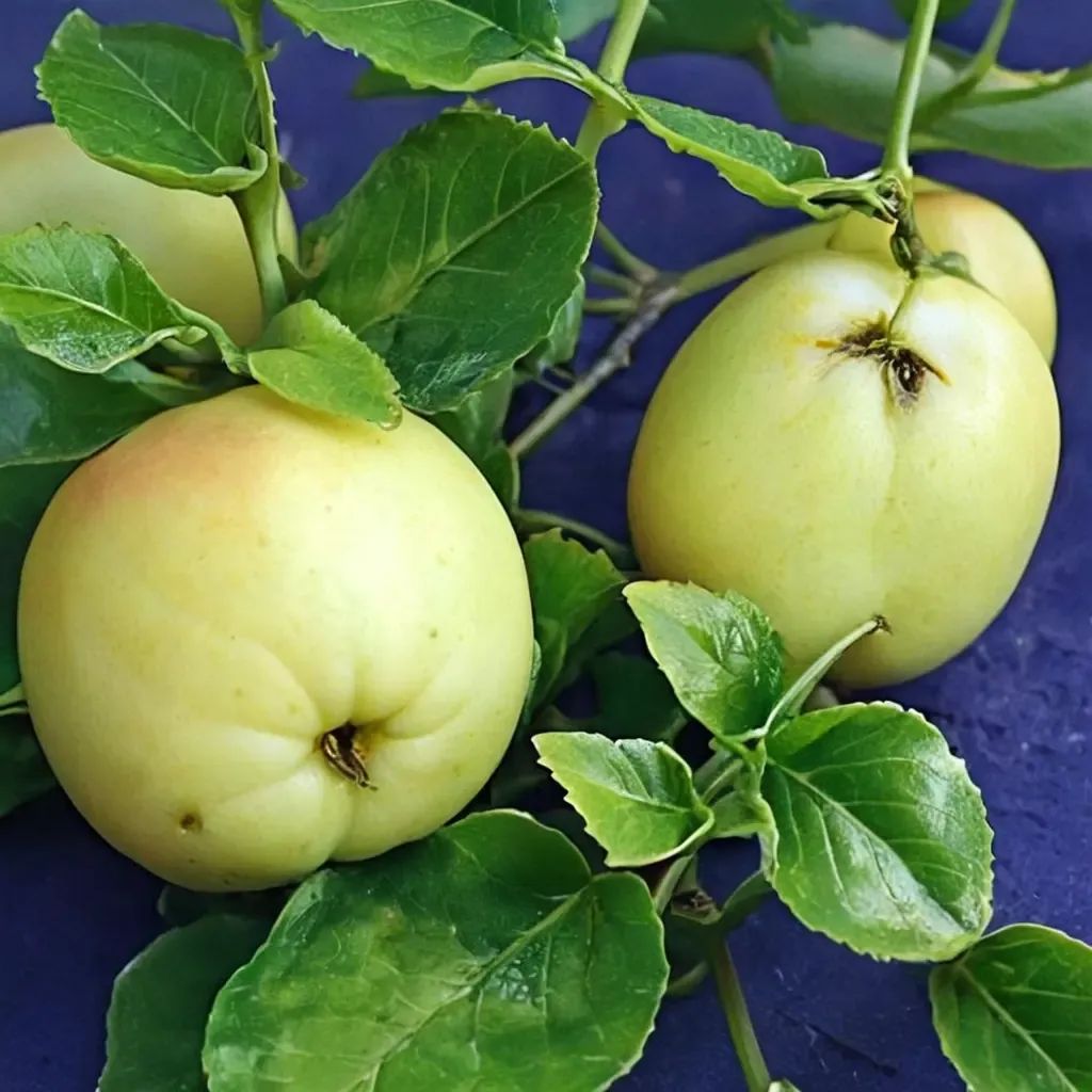 Malus domestica 'Pristine'
