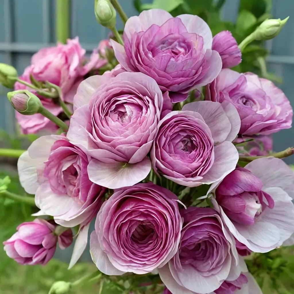 Amandine x purpurea 'Jean'